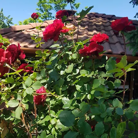 за гости живел