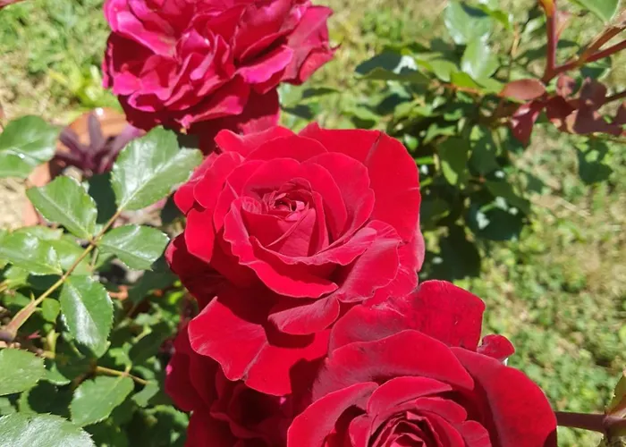 за гости живел Affittacamere Oreshak (Lovech)