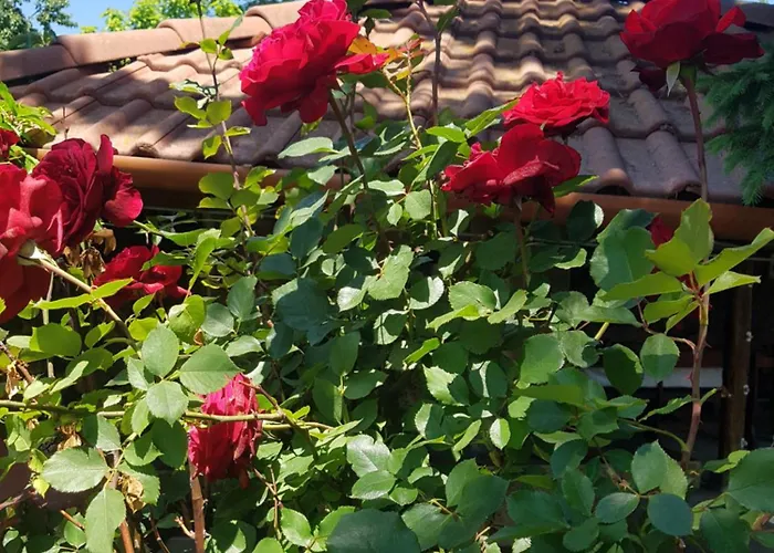 за гости живел